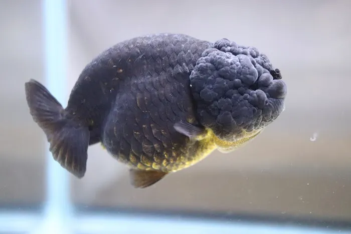 chuchu goldfish Picture 6