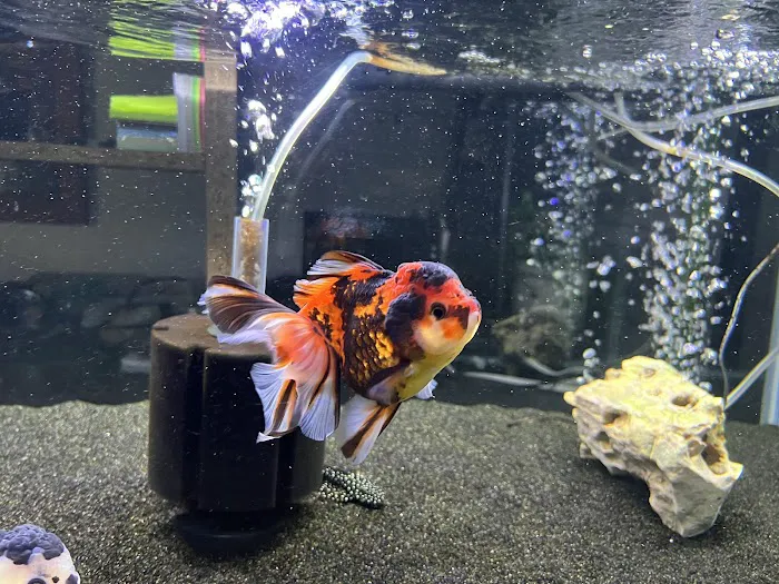 chuchu goldfish Picture 10