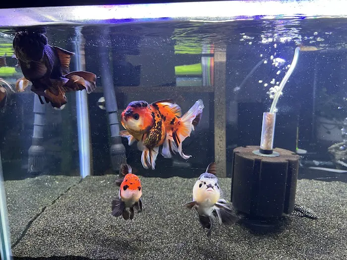 chuchu goldfish Picture 9