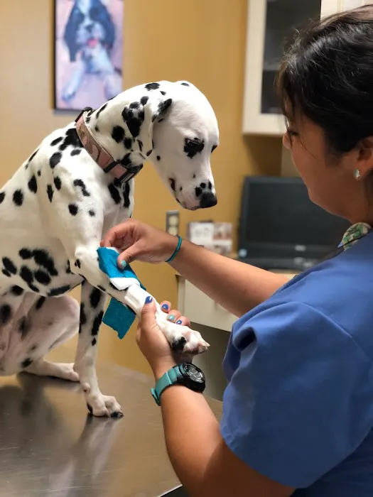 Dogs and Cats Emergency & Specialty Picture 1