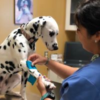 Dogs and Cats Emergency & Specialty ico