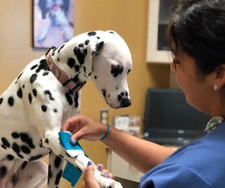 Dogs and Cats Emergency & Specialty