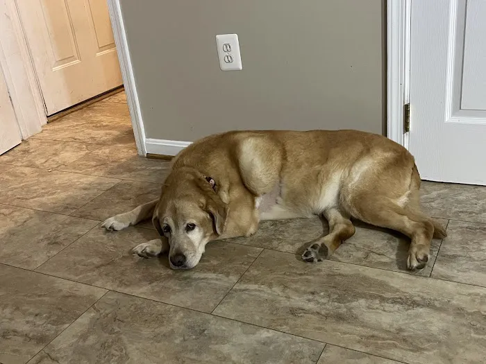 Dogs and Cats Emergency & Specialty Picture 6