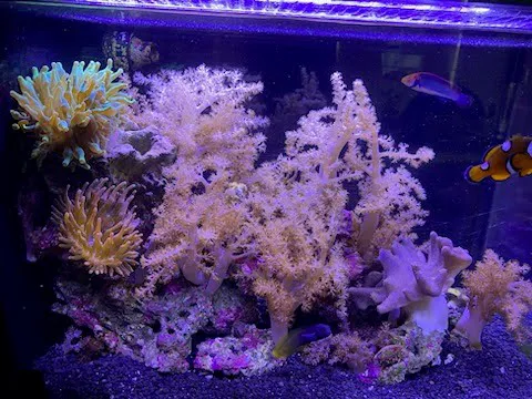 Fish Nerd Aquatics - Affordable Commercial and Residential Aquarium Design & Installation Services! Online Aquaria Products! Picture 5