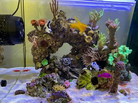 Fish Nerd Aquatics - Affordable Commercial and Residential Aquarium Design & Installation Services! Online Aquaria Products! Picture 1