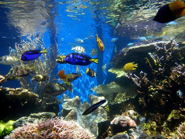 Fish Nerd Aquatics - Affordable Commercial and Residential Aquarium Design & Installation Services! Online Aquaria Products! Picture 4