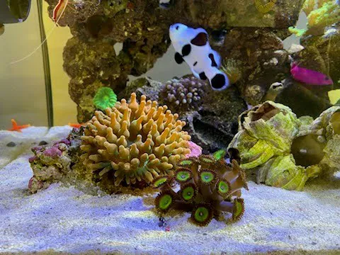 Fish Nerd Aquatics - Affordable Commercial and Residential Aquarium Design & Installation Services! Online Aquaria Products! Picture 2