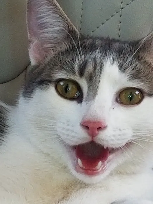 SPCA-Humane Society Spay/Neuter Clinic Picture 5