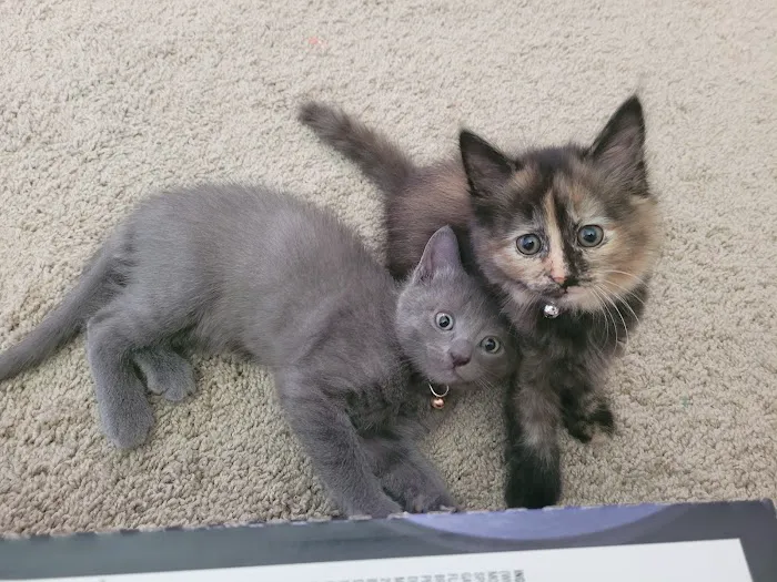 SPCA-Humane Society Spay/Neuter Clinic Picture 4