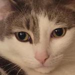 SPCA-Humane Society Spay/Neuter Clinic