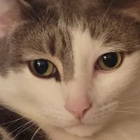 SPCA-Humane Society Spay/Neuter Clinic ico