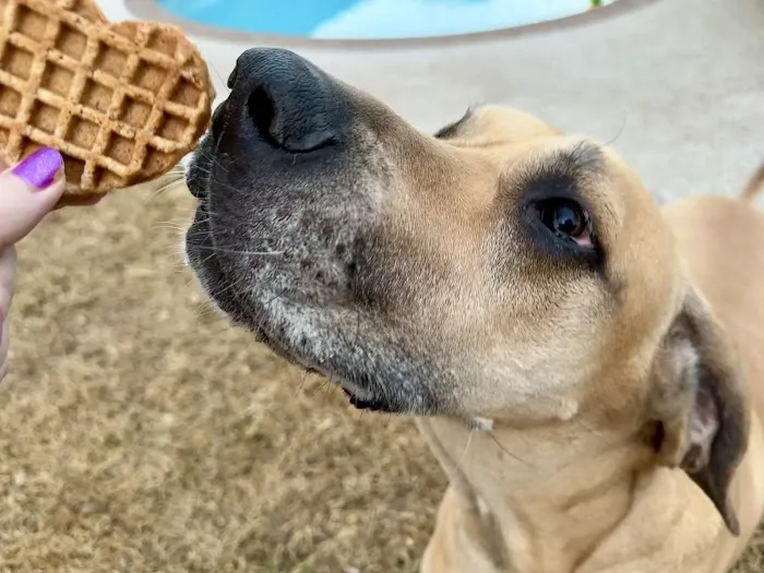 Pup Confections Picture 1