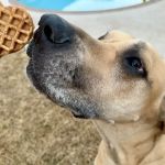 Pup Confections
