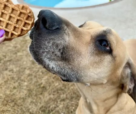 Pup Confections