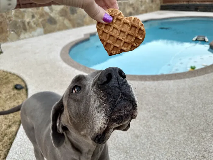 Pup Confections Picture 2