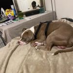 Forestville Veterinary And Bird Hospital