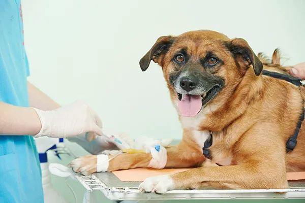 Veterinary Housecall Service and Clinic Picture 2