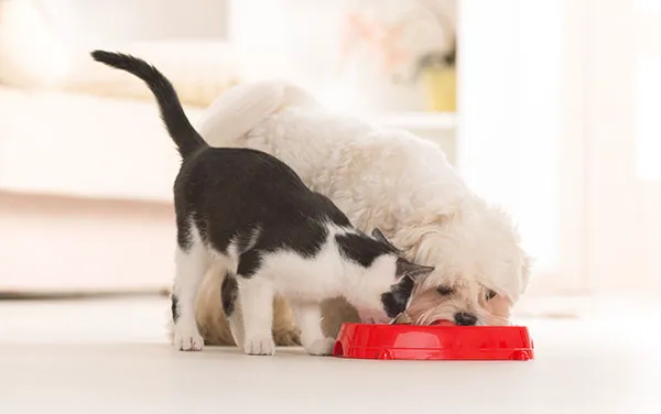 Veterinary Housecall Service and Clinic Picture 5