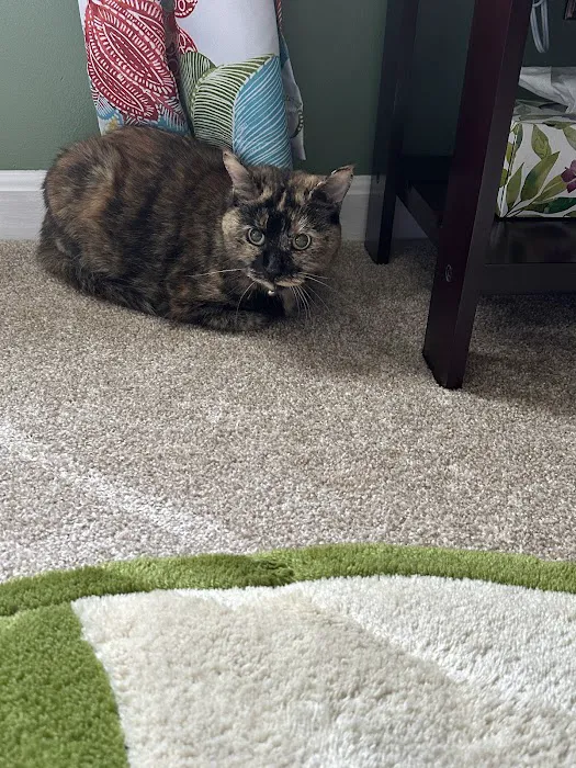 Veterinary Housecall Service and Clinic Picture 6