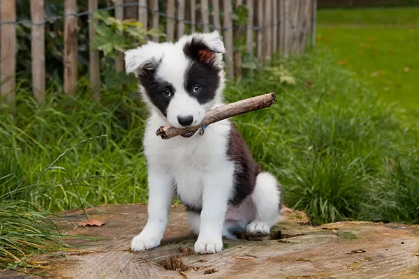 Veterinary Housecall Service and Clinic Picture 4