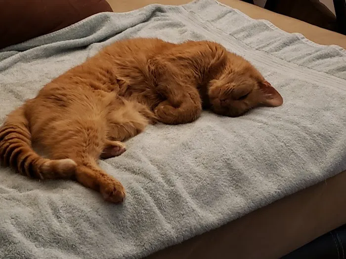 Veterinary Housecall Service and Clinic Picture 8