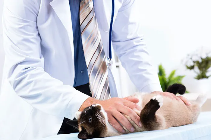 Veterinary Housecall Service and Clinic Picture 10