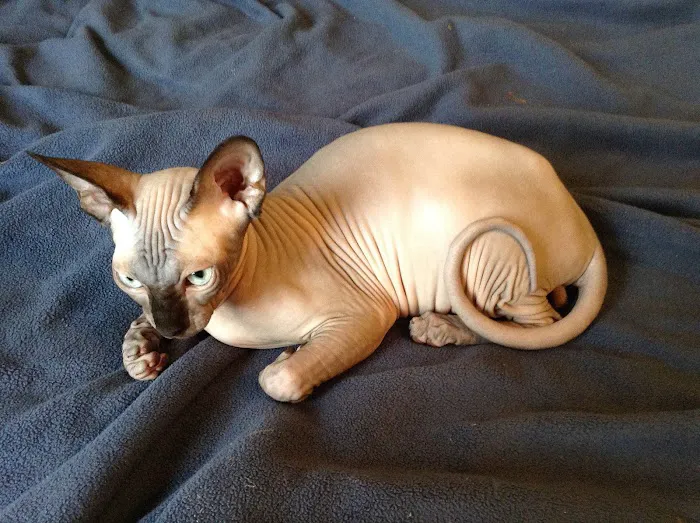 Sphynx Clubhouse Picture 1