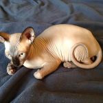 Sphynx Clubhouse
