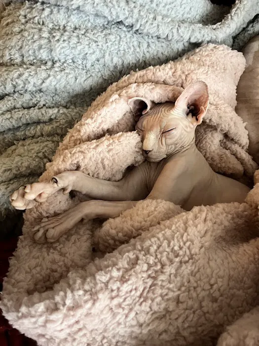 Sphynx Clubhouse Picture 3