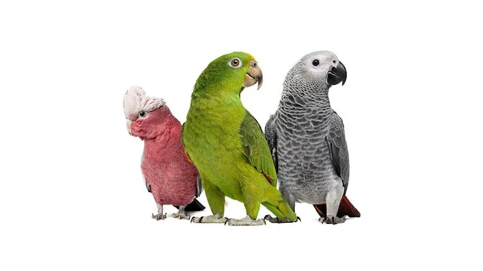 Gambrills Veterinary Center Picture 1