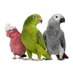 Gambrills Veterinary Center
