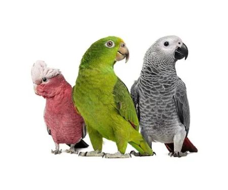 Gambrills Veterinary Center