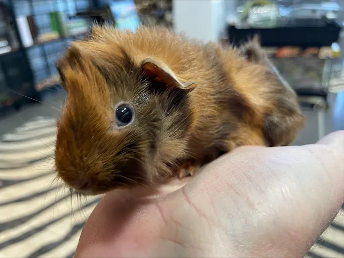 Amazing Animal Adventures Exotic Pet Shop Picture 8