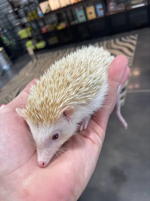 Amazing Animal Adventures Exotic Pet Shop Picture 3