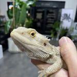 Amazing Animal Adventures Exotic Pet Shop