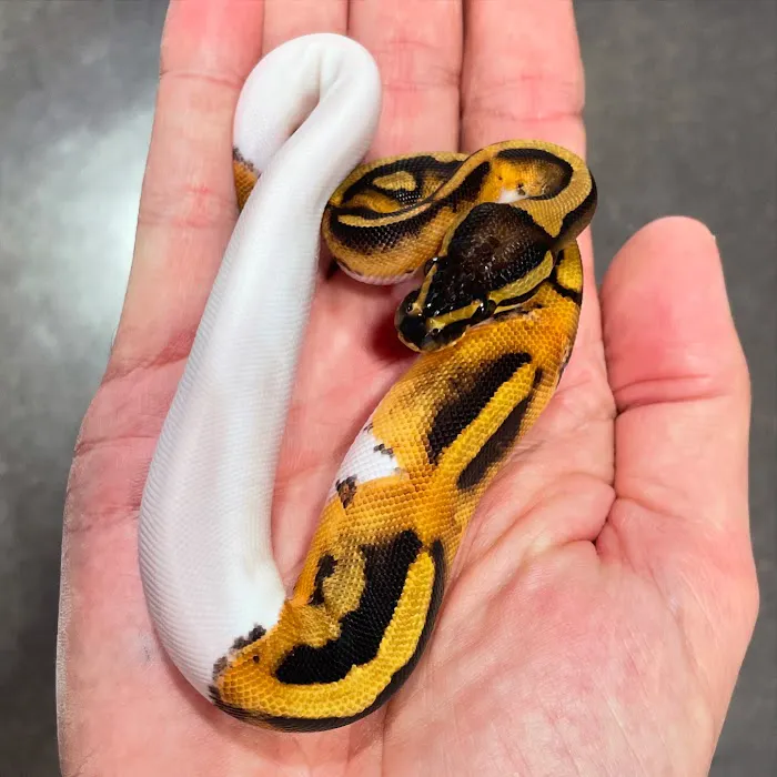 Amazing Animal Adventures Exotic Pet Shop Picture 9