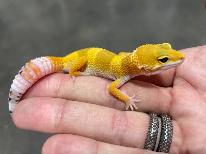 Amazing Animal Adventures Exotic Pet Shop Picture 7