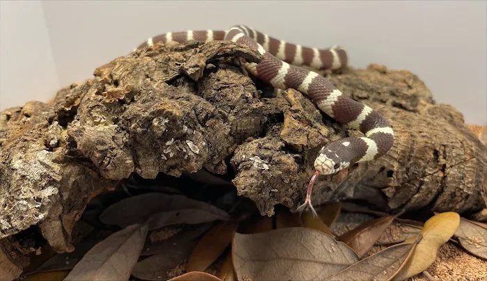 Amazing Animal Adventures Exotic Pet Shop Picture 6