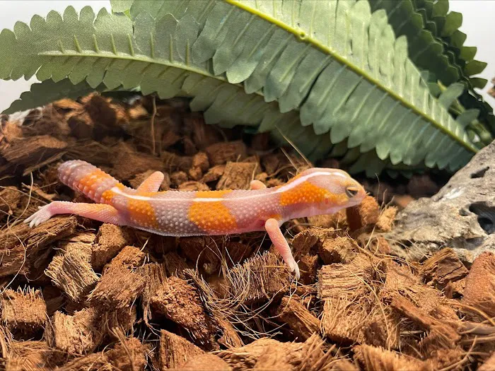 Amazing Animal Adventures Exotic Pet Shop Picture 10
