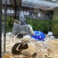 Petco ico