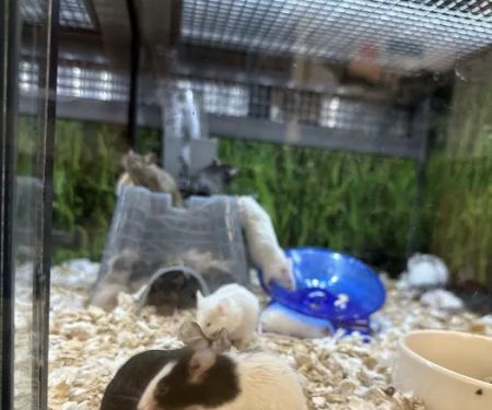 Petco