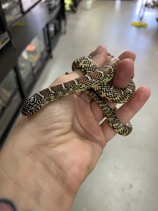 Gecko World Austin Picture 5
