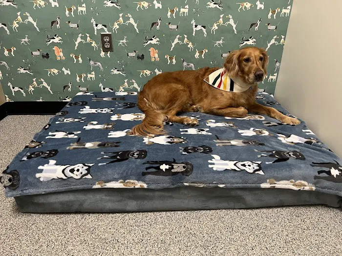 Fusion Veterinary Orthopedics Picture 2