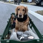 Fusion Veterinary Orthopedics