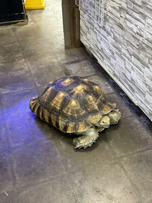 Gallery of Pets Picture 5