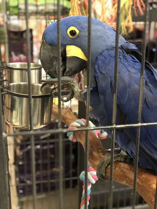 Gallery of Pets Picture 8