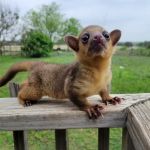 Janda Exotics Animal Ranch