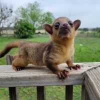 Janda Exotics Animal Ranch ico