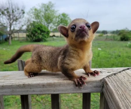 Janda Exotics Animal Ranch