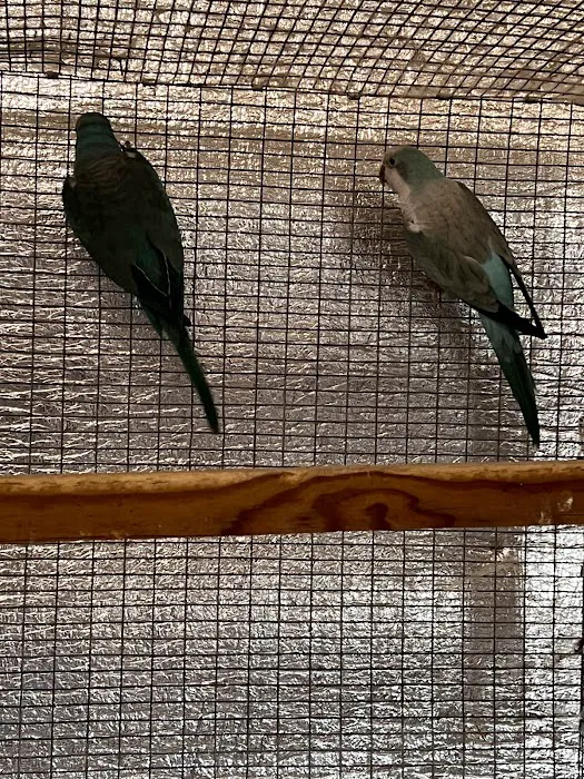 CS Bird Aviary Farm & More Picture 8
